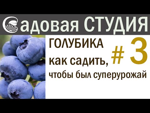 Видео: Голубика. Как сажать, чтобы получить суперурожай.