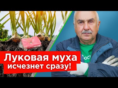 Видео: ИЗБАВЬТЕСЬ ОТ ЛУКОВОЙ И МОРКОВНОЙ МУХИ БЫСТРО И НАДОЛГО! Как защитить посадки доступными средствами