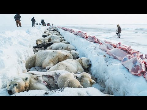 Видео: Вот Почему Нельзя Спасать Диких Животных от Голода