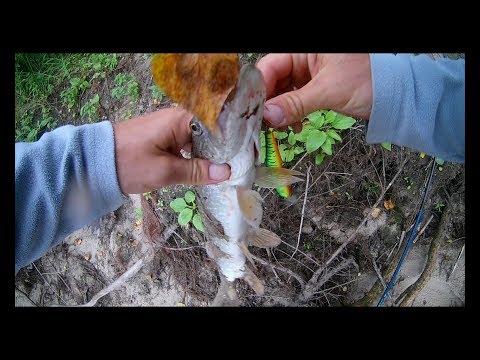 Видео: Ловля Щуки на воблеры г  Новосибирск