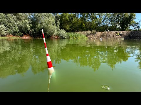 Видео: ЗА ДЕРЕВЕНСКИМ КАРАСЕМ С МАХОВЫМИ УДОЧКАМИ, Пришлось Лезть в Воду! Рыбалка на Поплавок