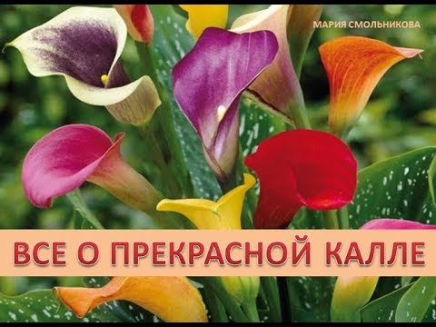 Видео: Все о прекрасной калле.Садовые каллы.