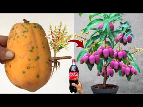 Видео: Экономически эффективные методы размножения манго из папайи; методы размножения манго