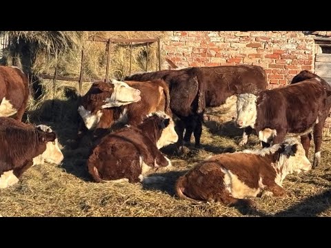 Видео: БЫЧКИ ГЕРЕФОРДЫ & ВЗВЕШИВАНИЕ ПЕРЕД ПРОДАЖЕЙ 