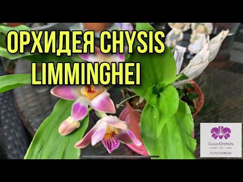 Видео: Орхидея Хизис особенности ухода и цветение chysis limminghei