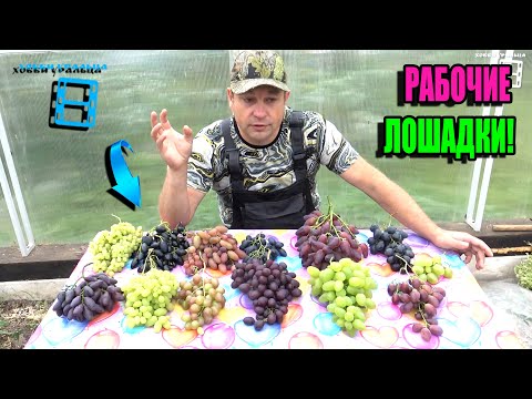 Видео: САМЫЕ СТАБИЛЬНЫЕ И НАДЕЖНЫЕ СОРТА ВИНОГРАДА НА НАШЕМ ВИНОГРАДНИКЕ. СЕВЕРНЫЙ ВИНОГРАДНИК 25-04