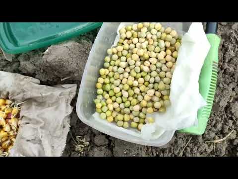 Видео: Можно ли сажать горох вместе с кукурузой? Сделайте это правильно и будете с урожаем ! Схема посадки.