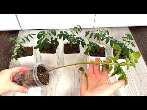 Видео: МАЛО КТО ЗНАЕТ ЧТО РАССАДА ТОМАТОВ ТАКИМ СПОСОБОМ всегда НИЗКАЯ, УРОЖАЙ ВЫШЕ, БАБУШКА НАУЧИЛА!