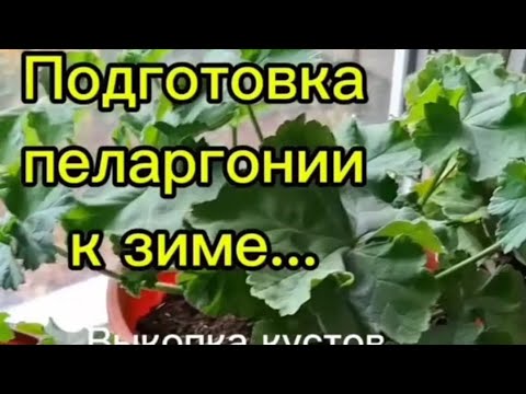 Видео: Подготовка пеларгонии к зиме ...