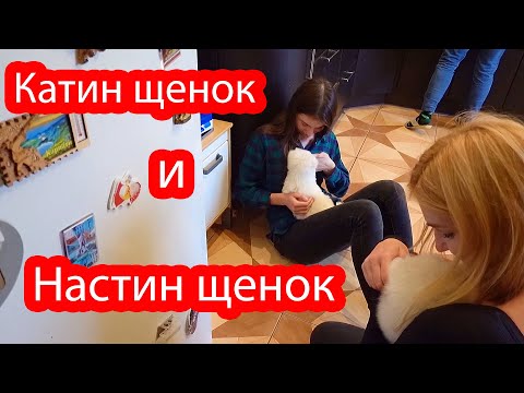 Видео: VLOG Щенки заняли нашу кровать