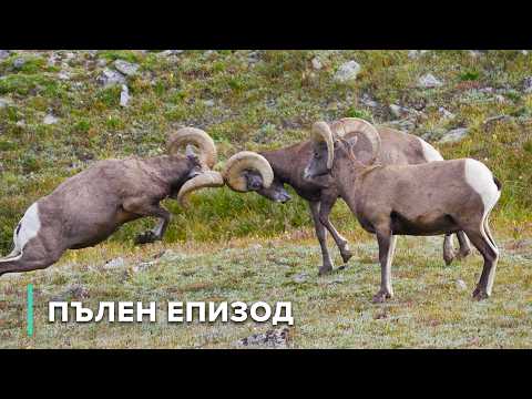 Видео: Силата на общността в Скалистите планини | Дивите Скалисти планини 105