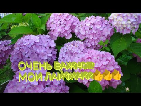 Видео: ОЧЕНЬ ВАЖНО!!! ЧЕМ ОБРАБОТАТЬ ГОРТЕНЗИИ И ЧЕРЕНКИ??🤔🤔🤔Мои Лайфхаки 👍👍👍