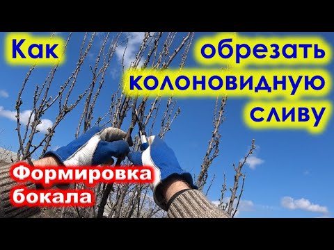 Видео: Как ОБРЕЗАТЬ КОЛОНОВИДНУЮ СЛИВУ растущую узкой кроной.