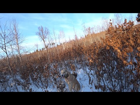 Видео: Охота на кабана с лайками (Секач поломал Тобола)