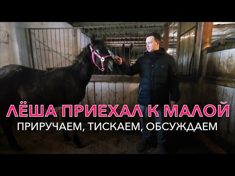 Видео: Второй день Хатхор у нас на конюшне.