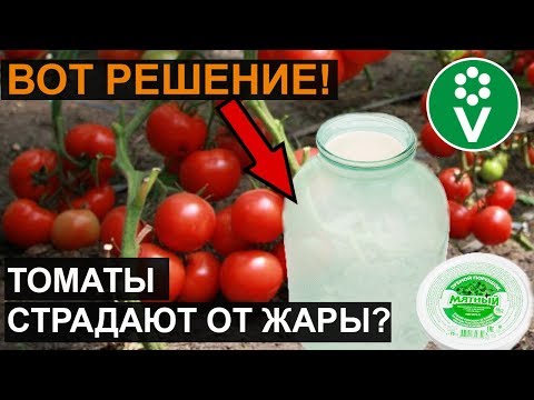 Видео: ТОМАТЫ ПЛОХО ПЕРЕНОСЯТ ЖАРУ? СДЕЛАЙТЕ ЭТО И ВСЕ БУДЕТ ХОРОШО!