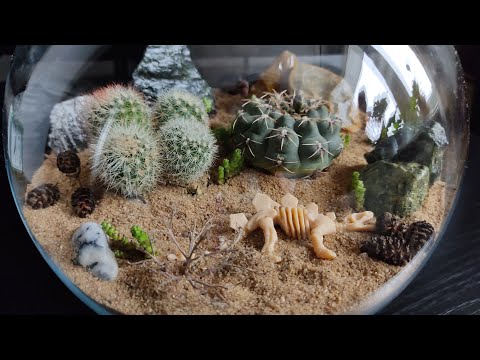 Видео: Флорариум Пустыня. Создаём пустыню с кактусами и суккулентами. Florarium desert #флорариум #кактусы
