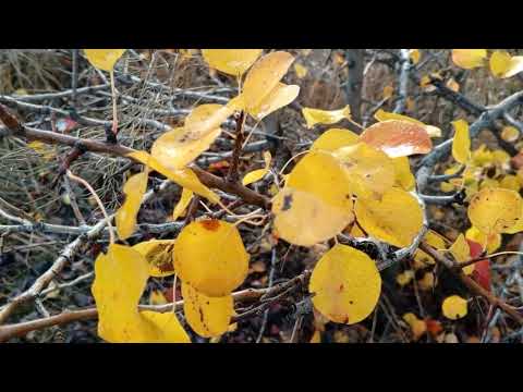 Видео: Как продвигается благоустройство на Корсачке ? Саратов.