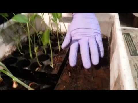 Видео: Разведение червей в ящиках - Неделя 9