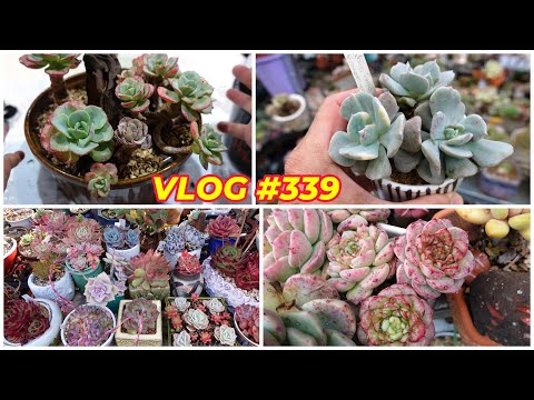 Видео: ОЧИЩАЙ, СОХРАНЯЙ И ВЫРАЩИВАЙ | VLOG №339 — Выращиваем суккуленты с LizK