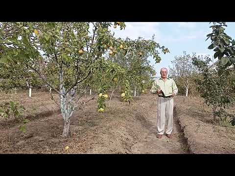 Видео: "ЕДИНСТВЕННЫЙ ГРЕХ КОТОРЫЙ НЕ ПРОЩАЕТСЯ БОГОМ"