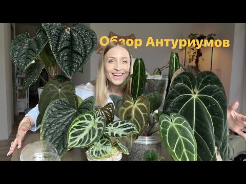 Видео: ВСЕ мои АНТУРИУМЫ! обзор витрины