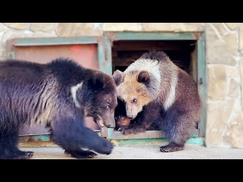 Видео: Миша и Лейла ДЕЛЯТ КОКОС! Кто выиграет эти кокосовые прятки? Медвежата не поняли, что с этим делать!