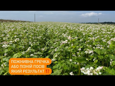 Видео: Пізній посів гречки або пожнивна гречка. Повний цикл розвитку.