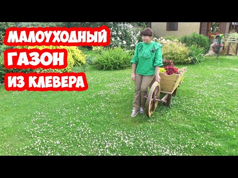 Видео: Малоуходный ГАЗОН из КЛЕВЕРА (микроклевера). ПЛЮСЫ и МИНУСЫ. И опыт выращивания с 2008 года!