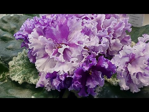 Видео: 22.08.2025.Москва/Очень много новинок/Выставка фиалок(МФ) в Доме фиалок.