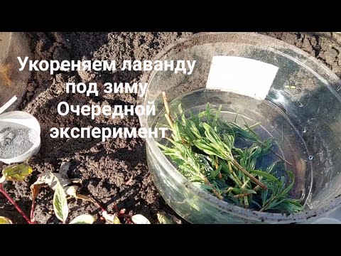 Видео: Как размножить  лаванду осенью?🤷‍♀️