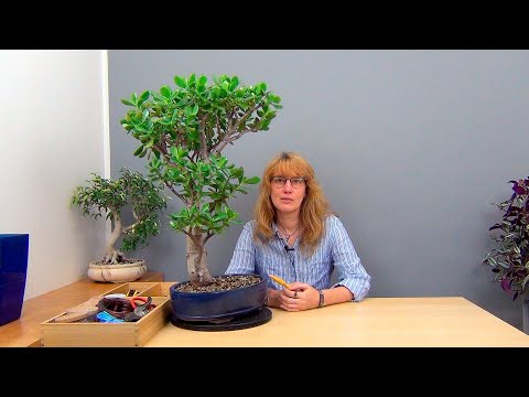 Видео: Обрезка взрослой крассулы (ч.9).