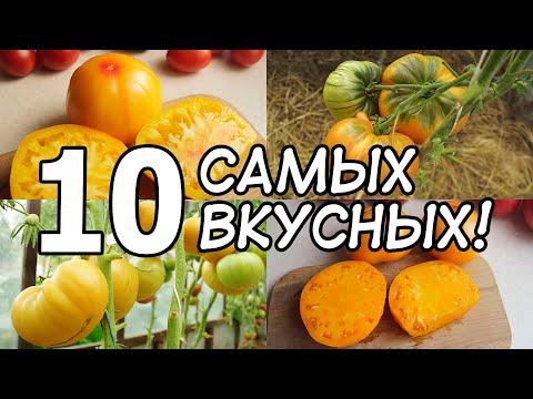 Видео: 10 ЛУЧШИХ СОРТОВ ТОМАТОВ ЭТОГО СЕЗОНА!!! САМЫЕ ВКУСНЫЕ И СЛАДКИЕ ЖЁЛТЫЕ ТОМАТЫ, КОТОРЫЕ Я ВЫРАСТИЛ!
