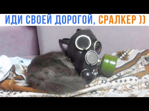 Видео: КОТ-СТАЛКЕР ))) | Приколы с котами | Мемозг 1549