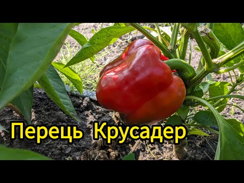 Видео: Перець Крусадер F1 від Syngenta: мої враження та спостереження