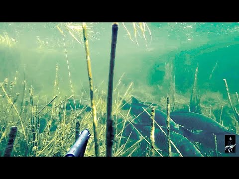 Видео: подводная охота 2018 на сазана и амура в степных озерах казахстана