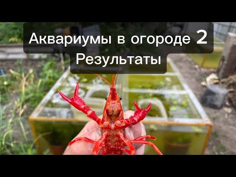 Видео: Выловили всю рыбу  из аквариумов в огороде! Выращивание аквариумных рыб и раков под открытым небом