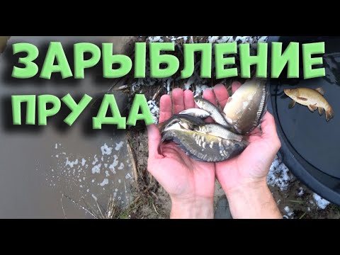 Видео: Зарыбление пруда зимой ! Запускаю малька АМУР, ЛИНЬ, ТОЛСТОЛОБИК и КАРП