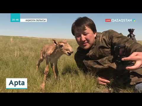 Видео: Елімізде киік ату фактілері азаймай тұр