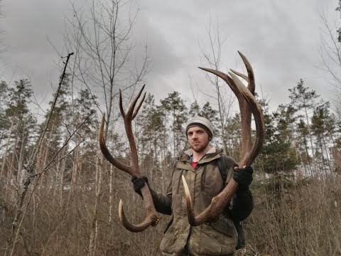 Видео: Рога оленя 2022, ПАРА 9.7KG .zrzuty jeleni 2022