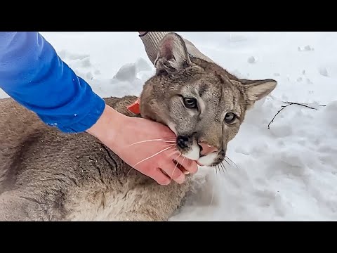 Видео: ИСТОРИЯ ПУМЫ НАЛЫ