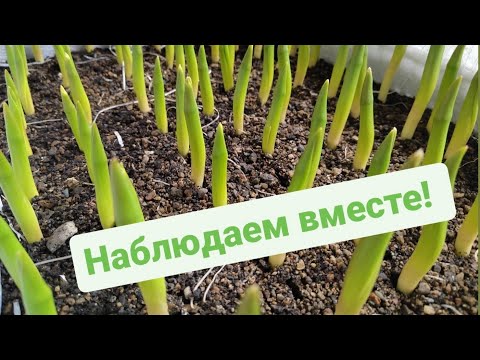 Видео: Тюльпаны взошли | Выгонка тюльпанов в гараже 2023 | Обзор на 27 января