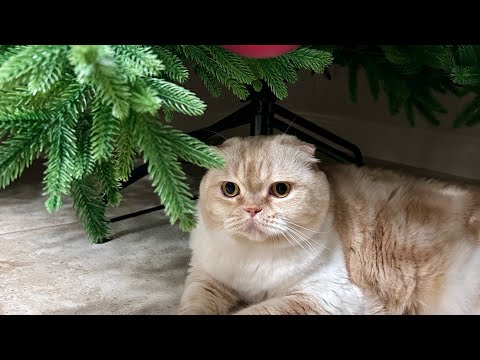 Видео: Скрапвлог✂️. Плоттер. 🎁Новогодний альбом