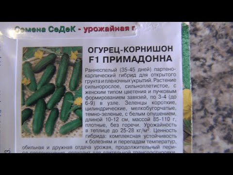 Видео: Огурец - корнишон F1 примадонна на подоконнике