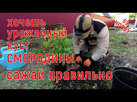 Видео: ПОСАДКА СМОРОДИНЫ весной! Соблюдая эти нехитрые правила, получите урожайный куст!