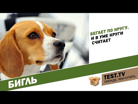 Видео: TEST.TV: Бигль собака которая бегает по кругу. Beagle dog with english subtitles.