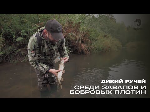 Видео: Среди завалов и бобровых плотин. Дикий ручей