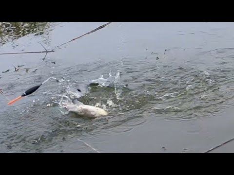 Видео: Рыбалка на карася  оз. Коскуль 