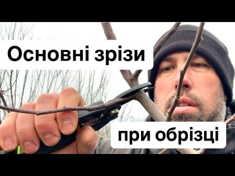 Видео: Основні зрізи при обрізці