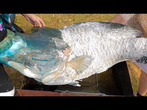 Видео: Разбираем и жарим во фритюре гигантскую рыбу Наполеона весом более 50 кг.